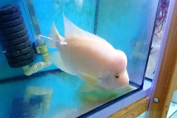 Asya Petshop - Resim 20