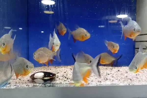 Asya Petshop - Resim 9