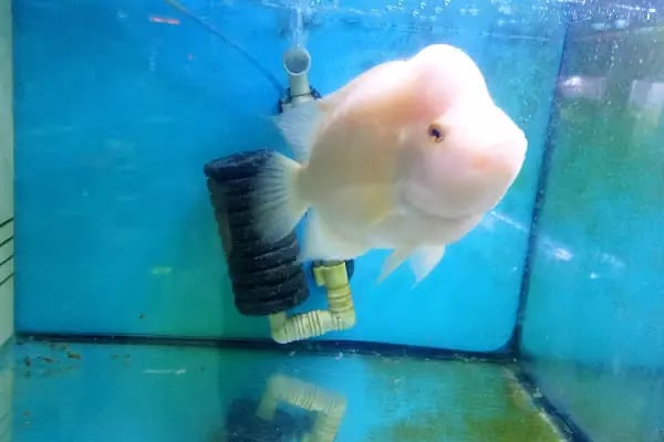 Asya Petshop - Resim 13