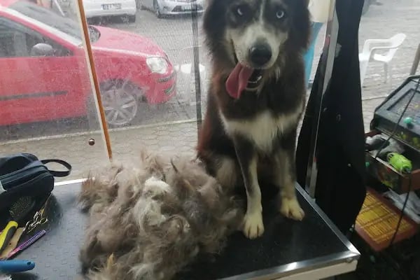 Bodrum Pet Kuaför Grooming For Pets - Resim 12