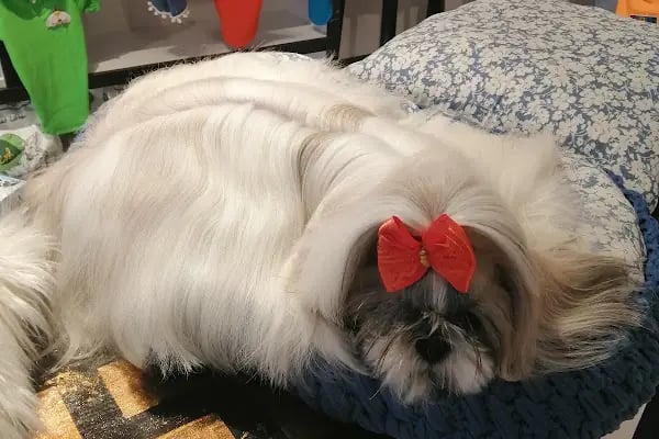 Bodrum Pet Kuaför Grooming For Pets - Resim 19