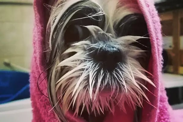 Bodrum Pet Kuaför Grooming For Pets - Resim 8