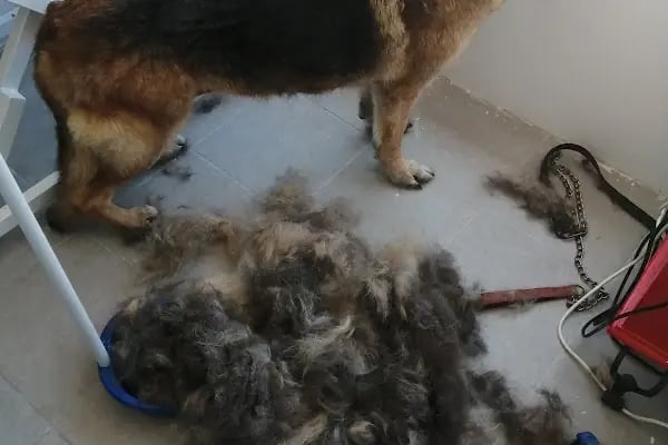 Bodrum Pet Kuaför Grooming For Pets - Resim 18