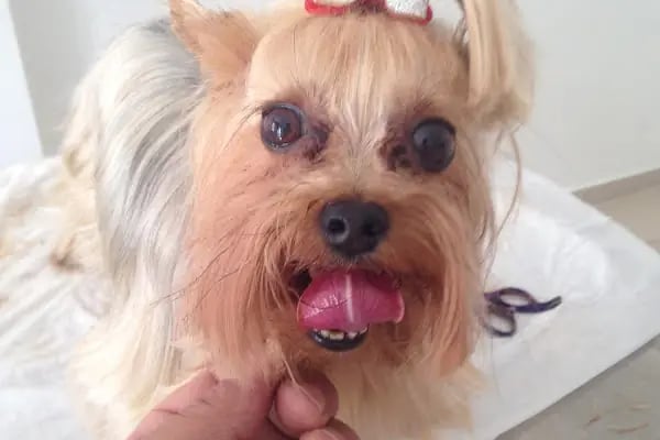 Bodrum Pet Kuaför Grooming For Pets - Resim 3