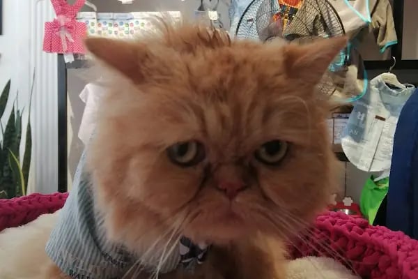 Bodrum Pet Kuaför Grooming For Pets - Resim 11
