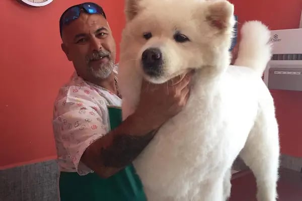 Bodrum Pet Kuaför Grooming For Pets - Resim 7