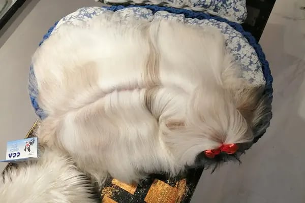 Bodrum Pet Kuaför Grooming For Pets - Resim 16