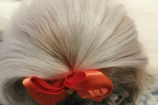 Bodrum Pet Kuaför Grooming For Pets - Resim 14