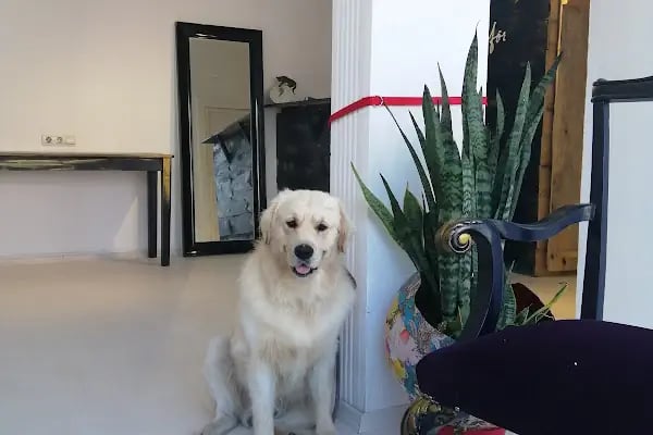 Bodrum Pet Kuaför Grooming For Pets - Resim 9
