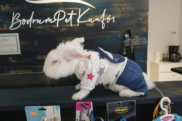 Bodrum Pet Kuaför Grooming For Pets - Resim 15