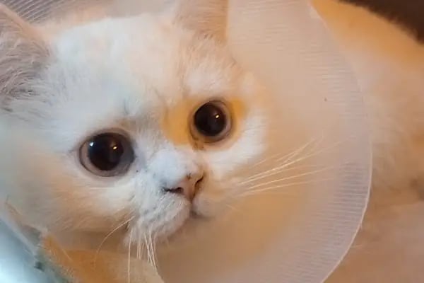 Puppyloji Veteriner kliniği - Resim 7