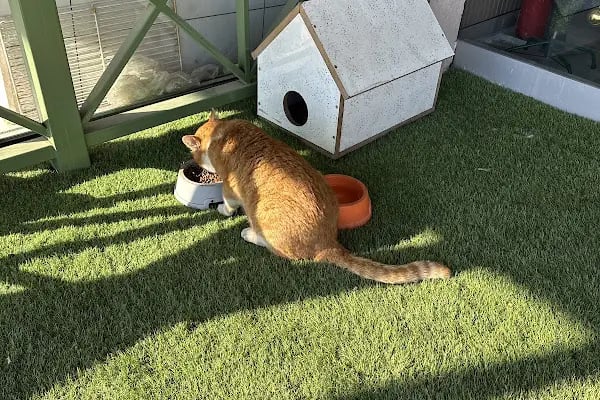 Puppyloji Veteriner kliniği - Resim 6
