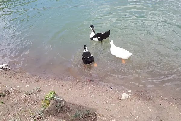 Kolak Gölü Piknik ve Kamp Alanı - Resim 3