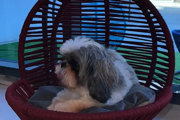 Neige Pet Shop ve Pet Kuaför - Resim 4