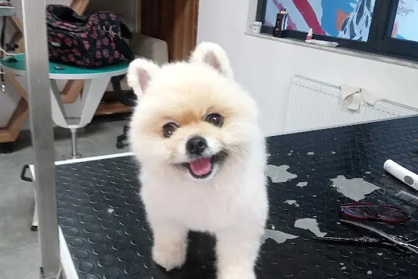 Neige Pet Shop ve Pet Kuaför - Resim 12