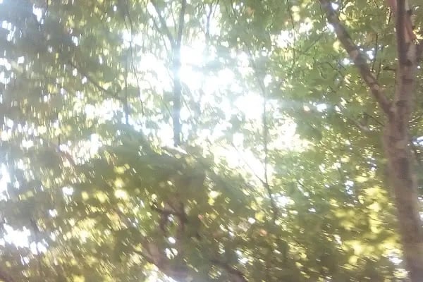 Çınar Parkı - Resim 20