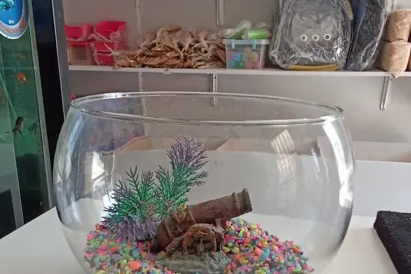 ATEŞ PETSHOP - Resim 5