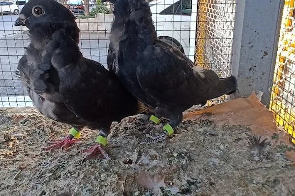ATEŞ PETSHOP - Resim 6