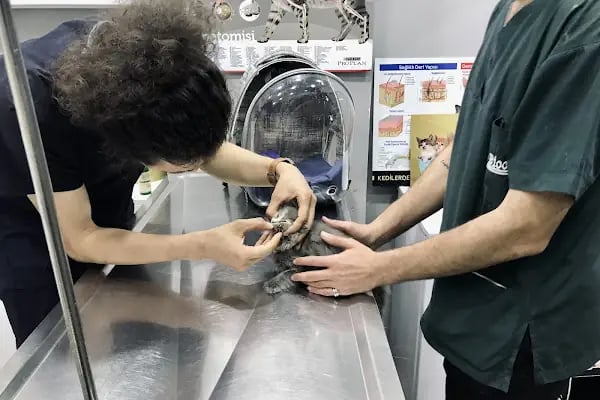 Venüs Veteriner Kliniği - Resim 13