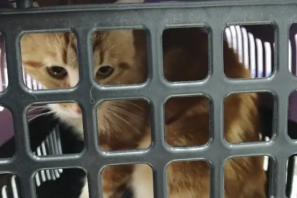 Venüs Veteriner Kliniği - Resim 14
