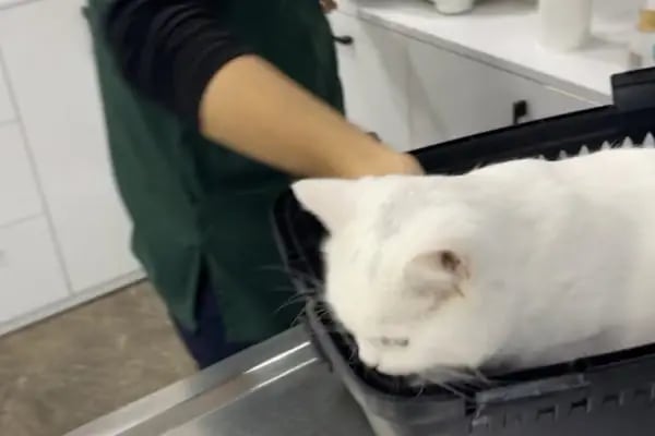 Venüs Veteriner Kliniği - Resim 12