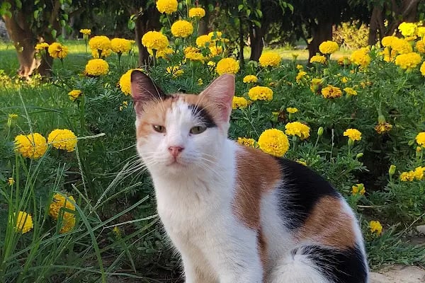 Kedi Evi Park - Resim 6