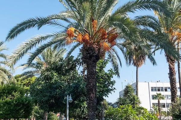 Kedi Evi Park - Resim 5