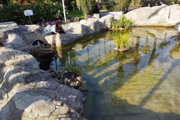 Kedi Evi Park - Resim 9