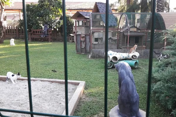 Kedi Evi Park - Resim 15