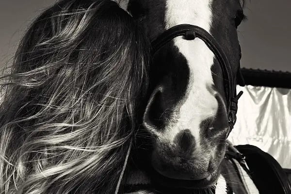 Horse &amp; Dog Academy - Mersin Silifke At Çiftliği, Köpek Oteli ve Kahvaltı - Resim 19