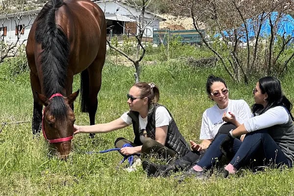 Horse &amp; Dog Academy - Mersin Silifke At Çiftliği, Köpek Oteli ve Kahvaltı - Resim 6