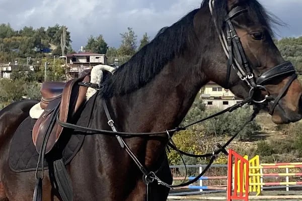 Horse &amp; Dog Academy - Mersin Silifke At Çiftliği, Köpek Oteli ve Kahvaltı - Resim 9