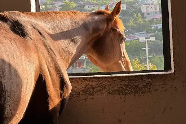 Horse &amp; Dog Academy - Mersin Silifke At Çiftliği, Köpek Oteli ve Kahvaltı - Resim 10