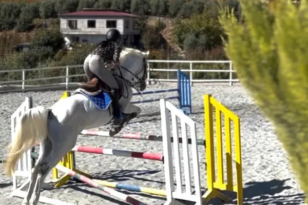 Horse &amp; Dog Academy - Mersin Silifke At Çiftliği, Köpek Oteli ve Kahvaltı - Resim 14