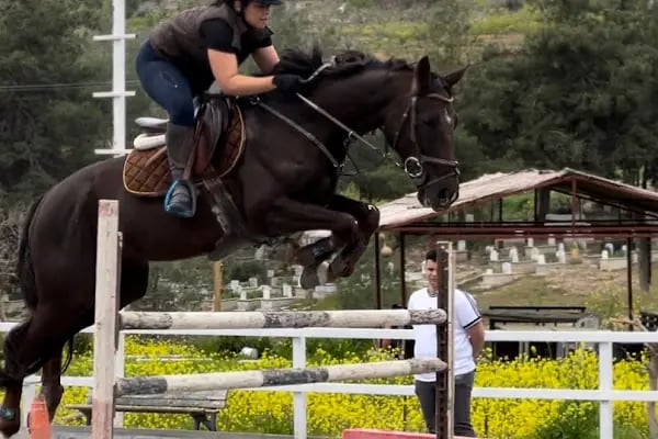 Horse &amp; Dog Academy - Mersin Silifke At Çiftliği, Köpek Oteli ve Kahvaltı - Resim 16