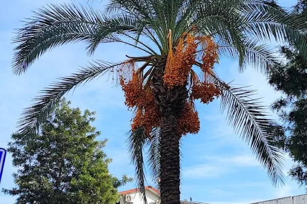 Turunçova Demir Ticaret AŞ - Resim 10