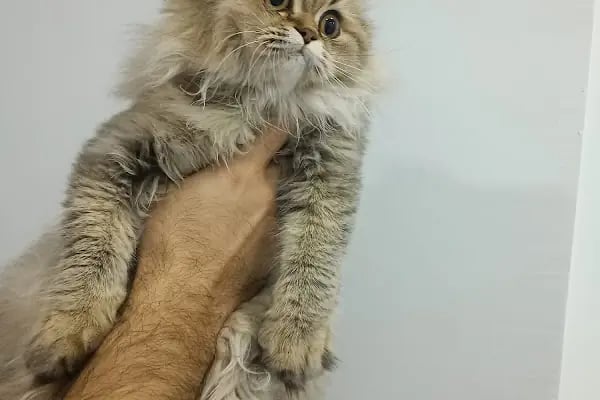 Panem Veteriner Kliniği - Resim 9