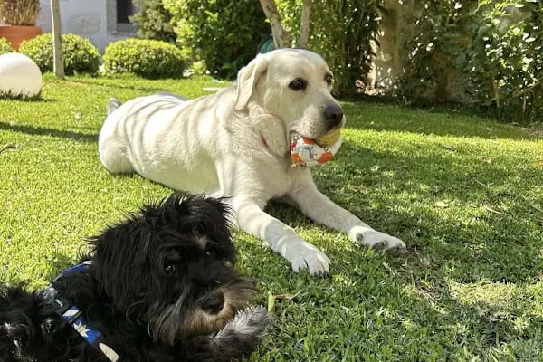 Bodrum Yücelen Hayvan Hastanesi - Resim 3