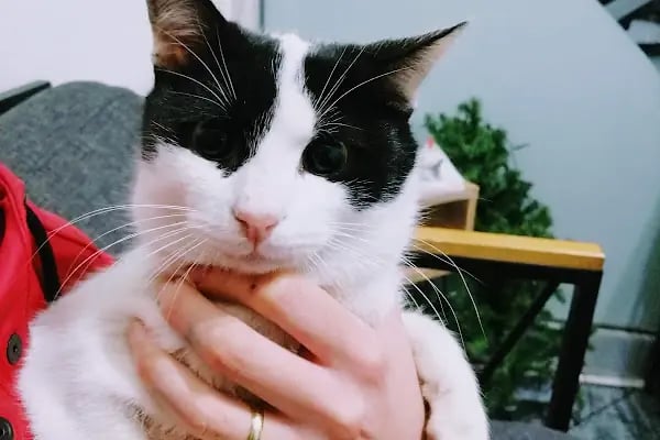 Acar veteriner kliniği - Resim 10