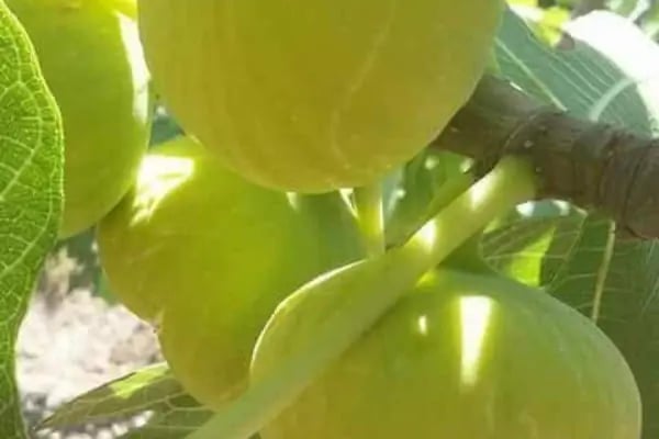 BilgeCan Tarım Ürünleri - Resim 7