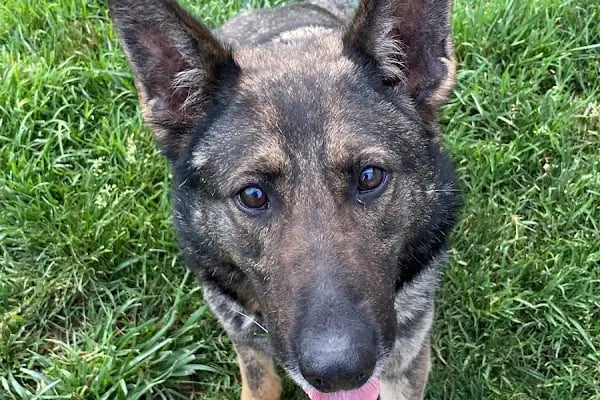 Ticaret Bakanlığı Görev Köpeği Barınak Kompleksi - Resim 15