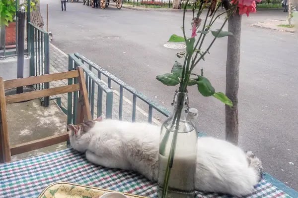 Adalar Kültür Derneği - Resim 9