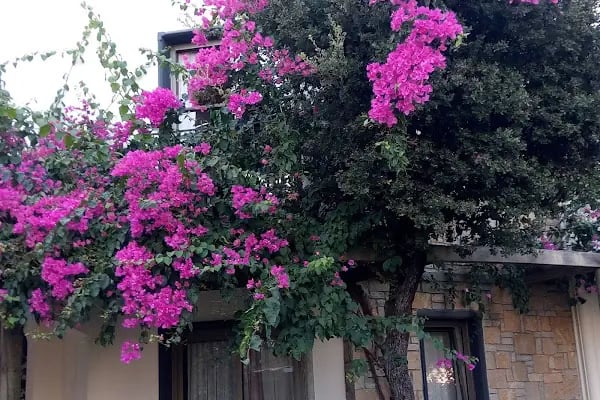 Amilla Beach Resort - Bodrum - Resim 16