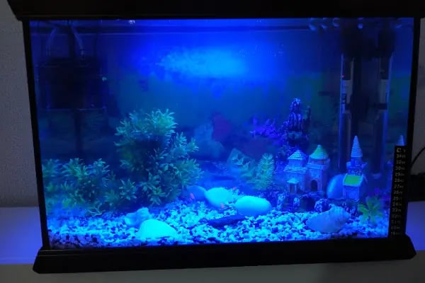 Anka Pet Shop - Resim 19