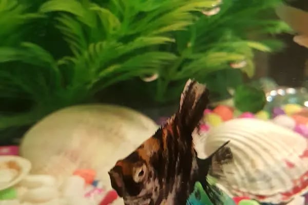 Anka Pet Shop - Resim 5