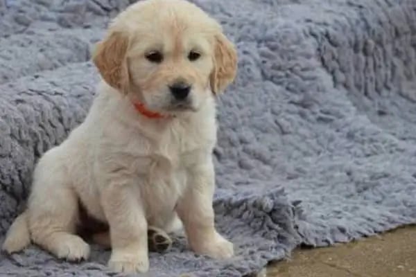 Anka Pet Shop - Resim 16