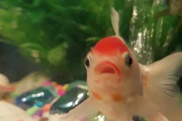 Anka Pet Shop - Resim 9