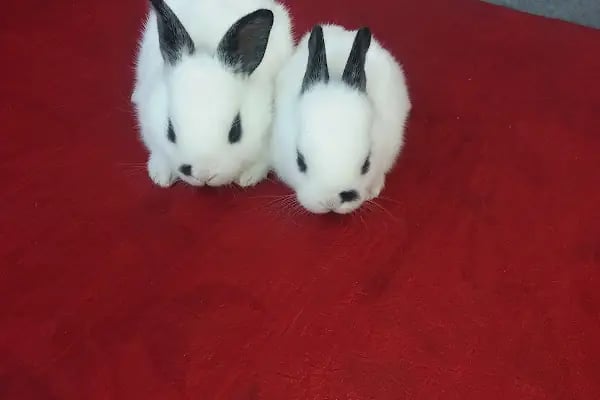 Anka Pet Shop - Resim 3