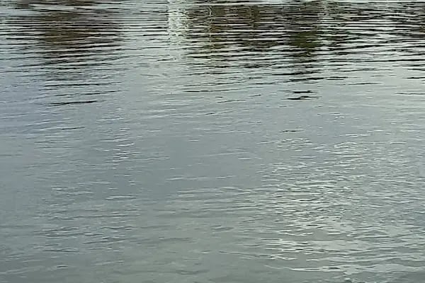 Dalyan Denizkızı Feribot İşletmesi - Resim 3