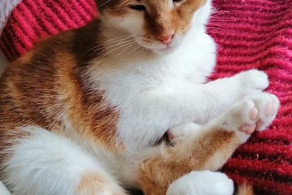 İçerenköy Veteriner Polikliniği - Resim 7